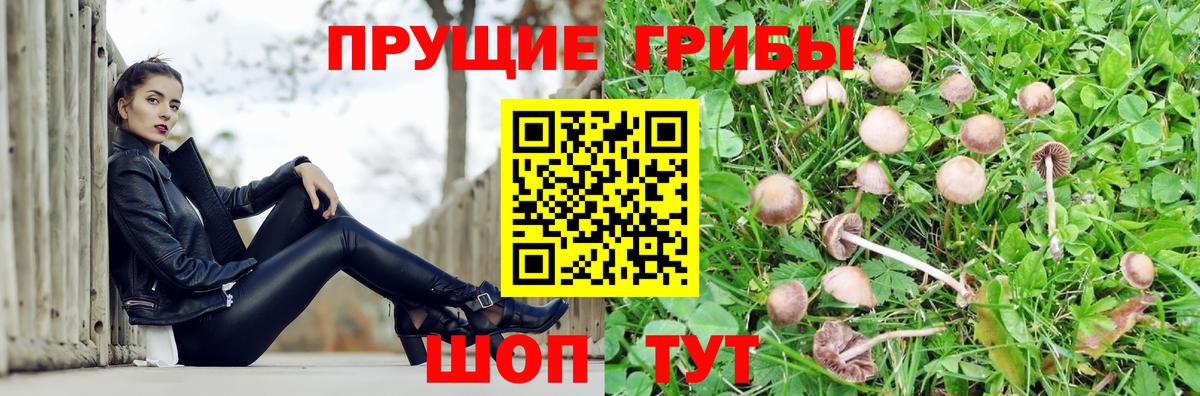 Галлюциногенные грибы мицелий  Вход с VPN  Спасск-Дальний  Псилоцибиновые грибы мицелий 